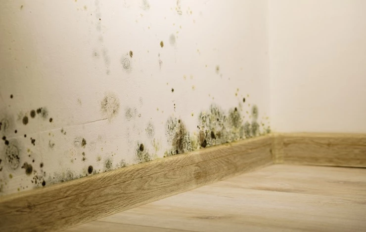 борьба с плесенью в доме