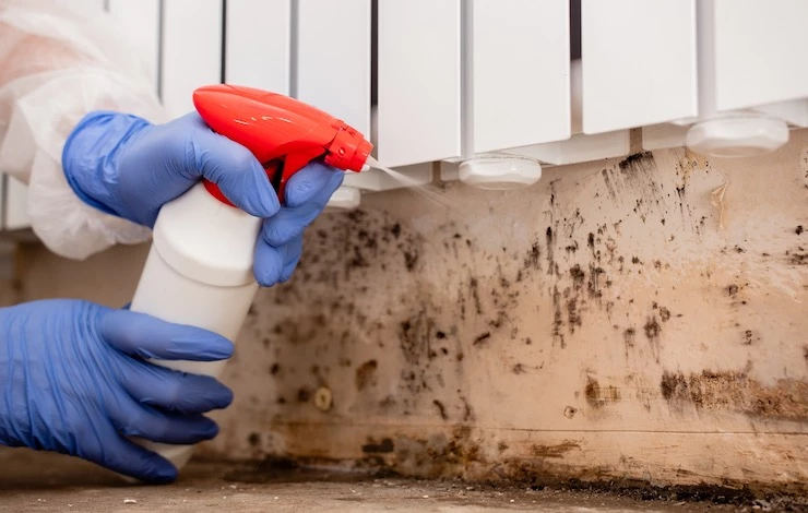 в доме появилась плесень