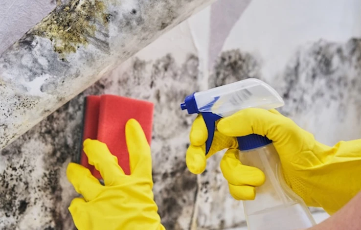 плесень в деревянном доме