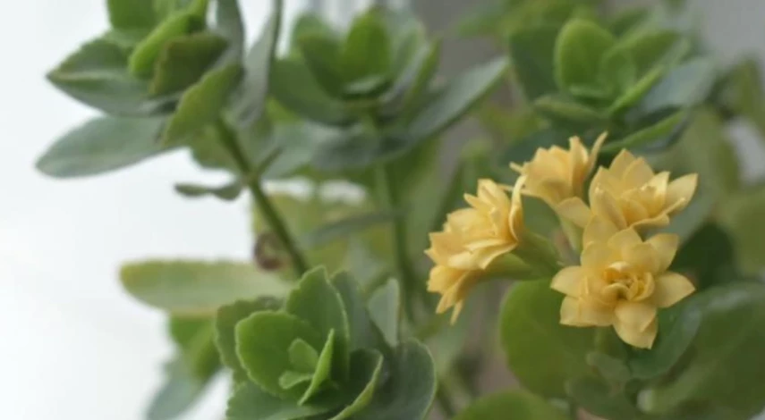 трипсы на комнатных фото