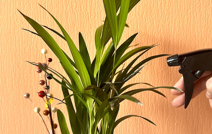 трипсы на комнатных растениях как бороться