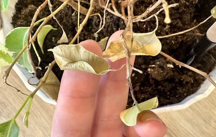 трипсы на комнатных растениях