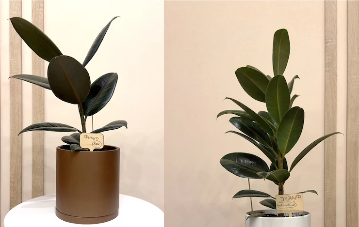 неприхотливые комнатные растения