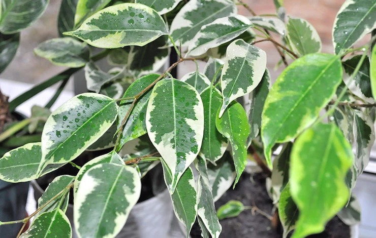 самые неприхотливые растения