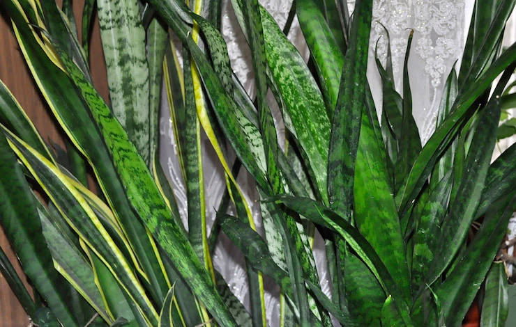 неприхотливые растения для квартиры