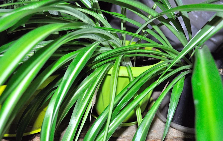 многолетнее неприхотливое растение