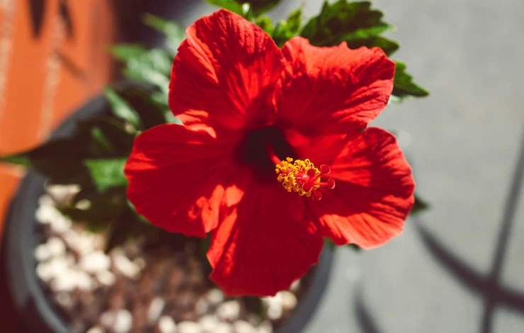 самые неприхотливые комнатные растения