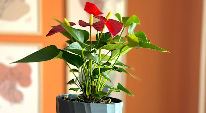 неприхотливые растения фото