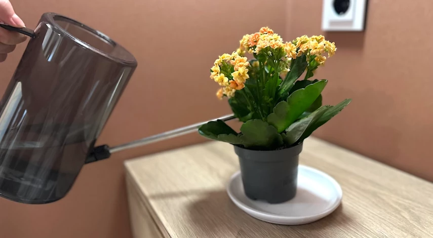 неприхотливое цветущее растение