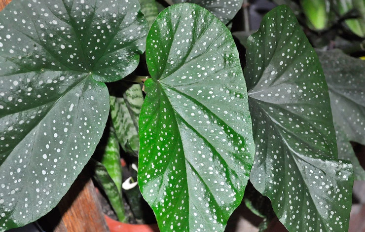 неприхотливые растения фото и название