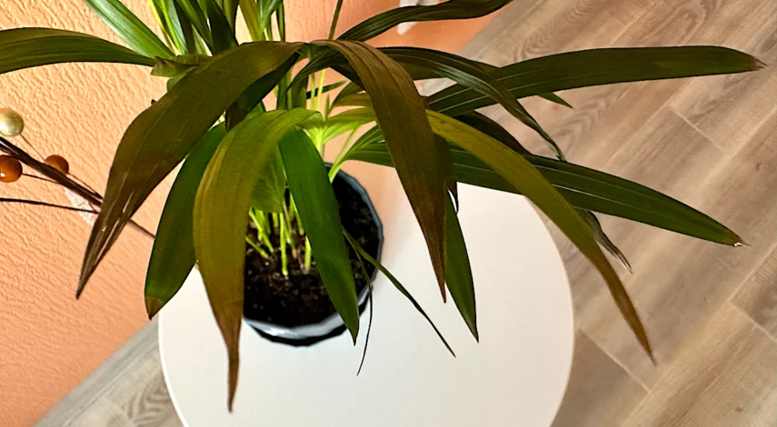 паутинный клещ в домашних условиях