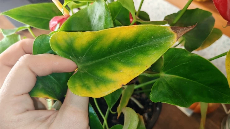 пересадка антуриума в домашних