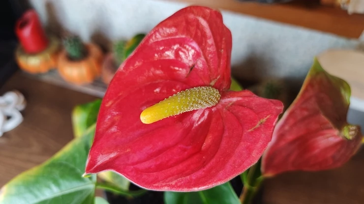 пересадка антуриума в домашних условиях