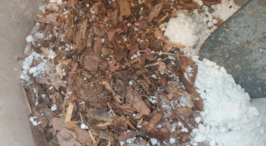 антуриум уход в домашних пересадка