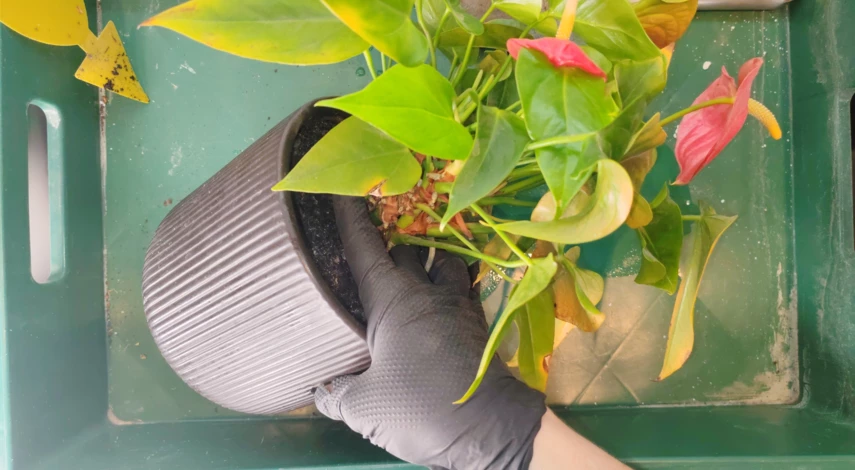 антуриум цветок пересадка