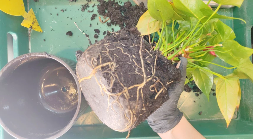 домашние цветы антуриум пересадка