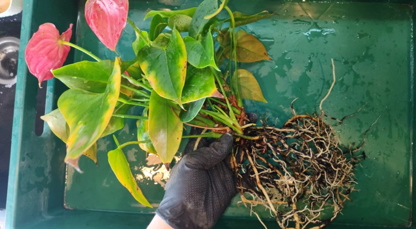 антуриум цветок пересадка в домашних условиях