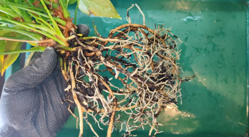 цветок антуриум уход пересадка