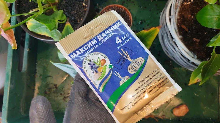 антуриум цветок уход в домашних пересадка