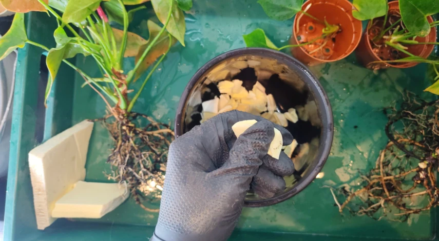 антуриум цветок уход в домашних условиях пересадка