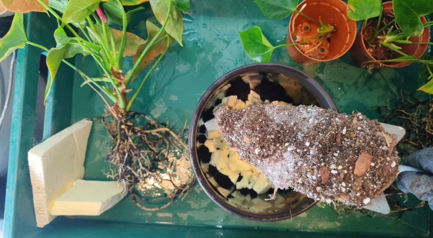 антуриум пересадка после покупки