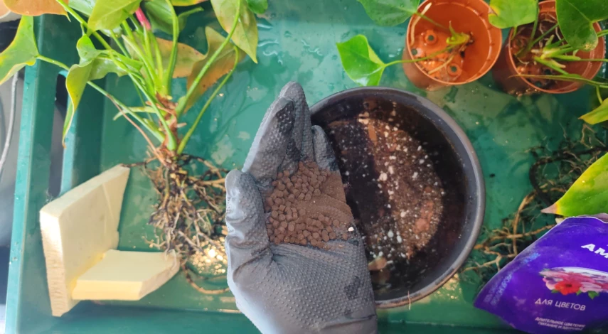 антуриум уход и пересадка