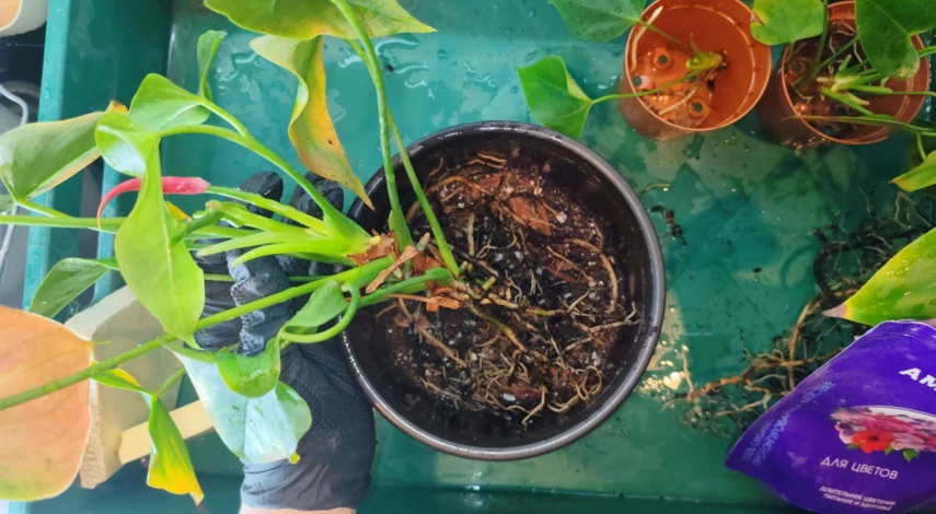 антуриум пересадка в домашних после покупки