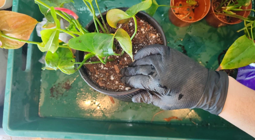 уход после пересадки антуриума