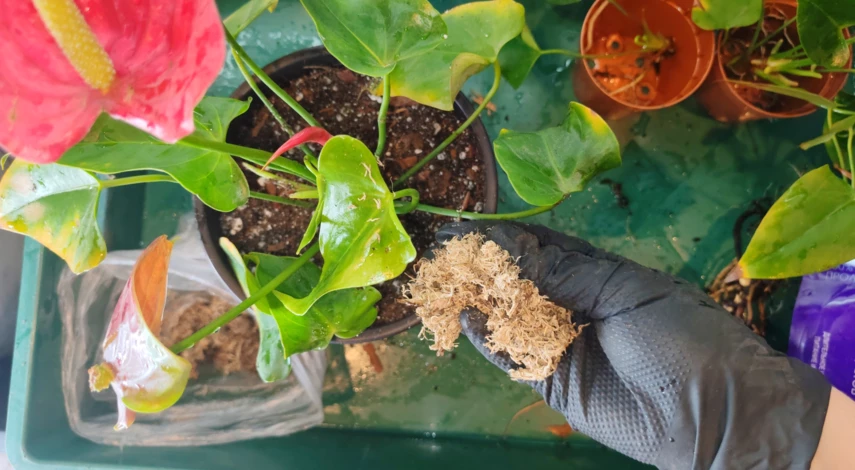 пересадка мужского счастья