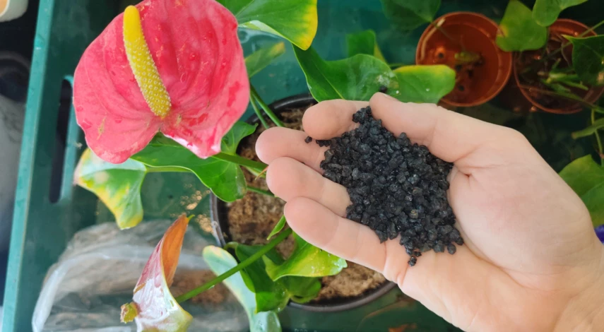 мужское счастье цветок пересадка