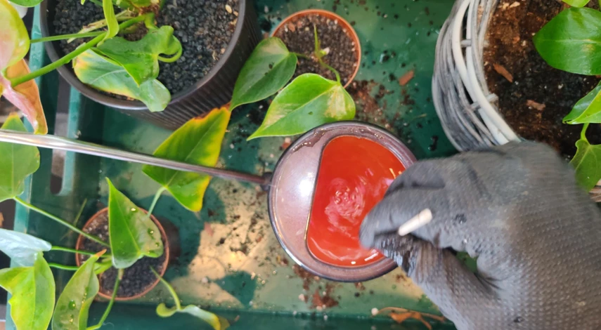 пересадка мужского счастья в домашних