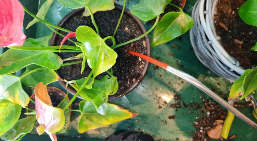 пересадка мужского счастья в домашних условиях