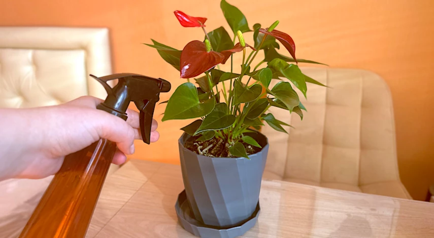 пересадка цветка мужское счастье в домашних условиях