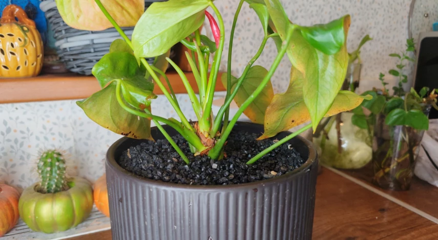 как пересадить антуриум в домашних условиях