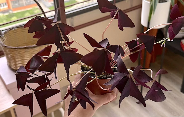 кислица комнатная