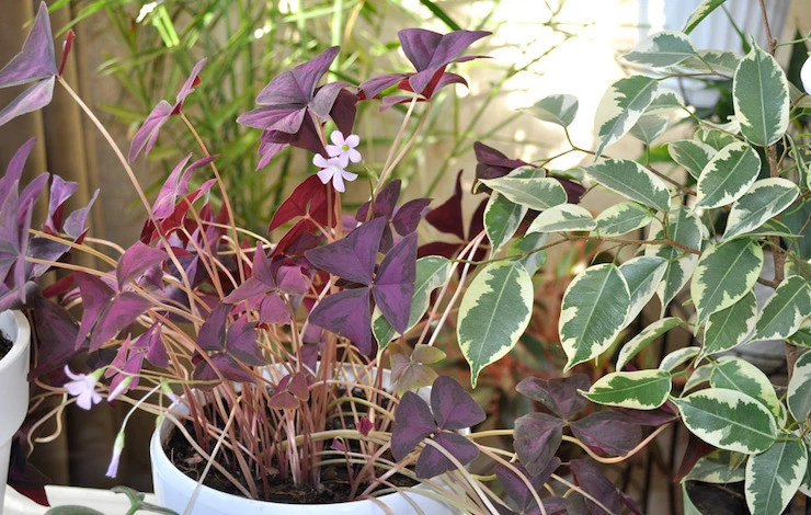 кислица фиолетовая