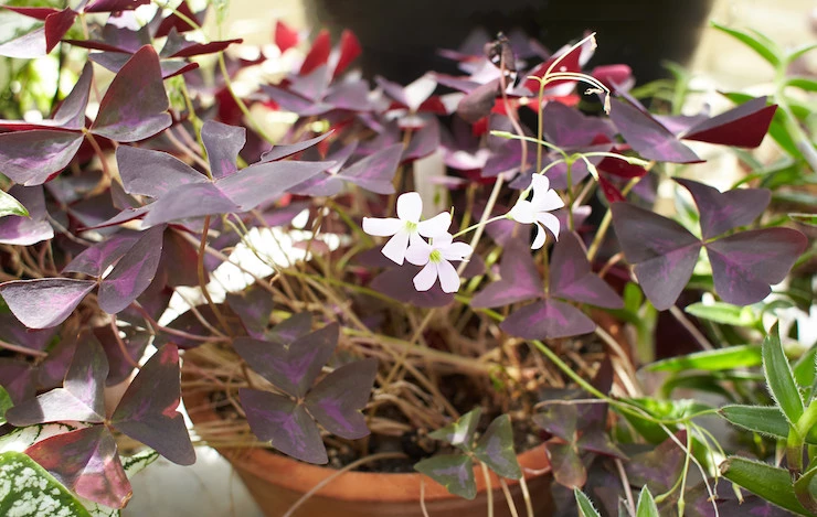 кислица уход