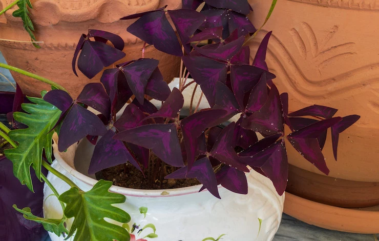 кислица в домашних условиях