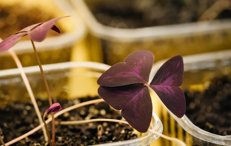 кислица уход в домашних условиях