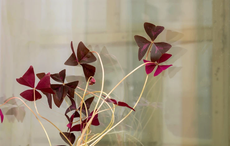 комнатный цветок кислица