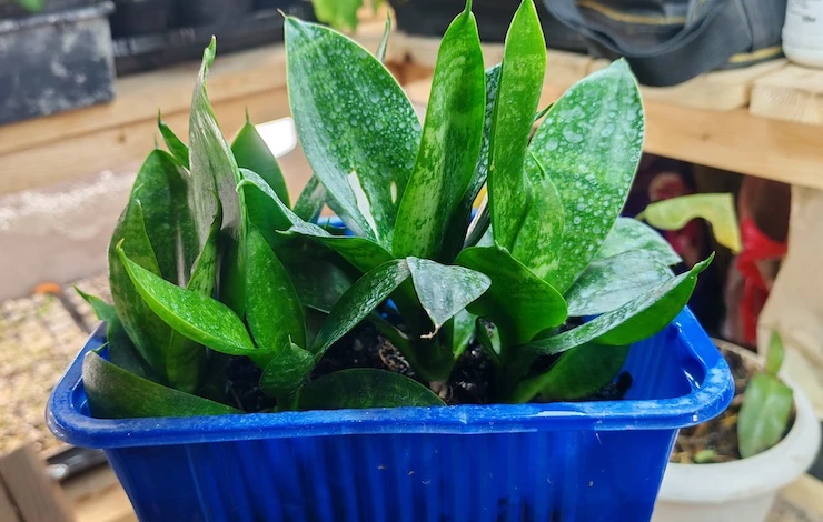 сансевиерия уход