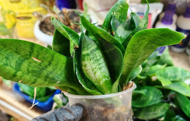 сансевиерия условия