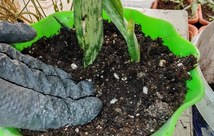 сансевиерия в домашних условиях