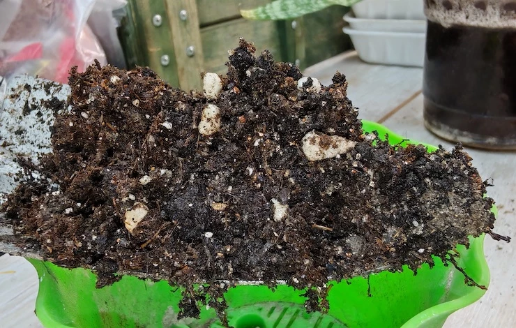 сансевиерия сорта