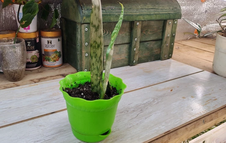 сансевиерия уход в домашних условиях