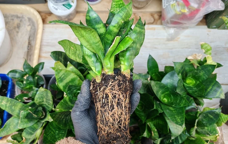 сансевиерия виды