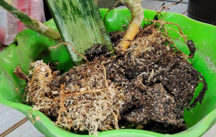 сансевиерия фото и описание