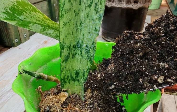 комнатный цветок сансевиерия