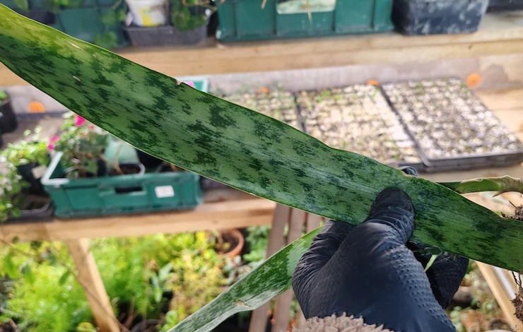 сансевиерия описание