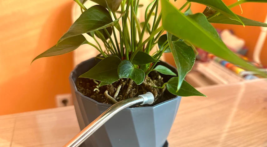 грунт для папоротников комнатных